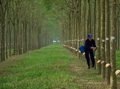 Bảo Hiểm Vườn Cao Su